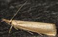 1304 (63.093) Agriphila straminella